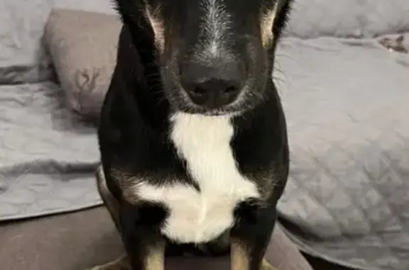 Perro Cariñoso Hallado en Pozo...