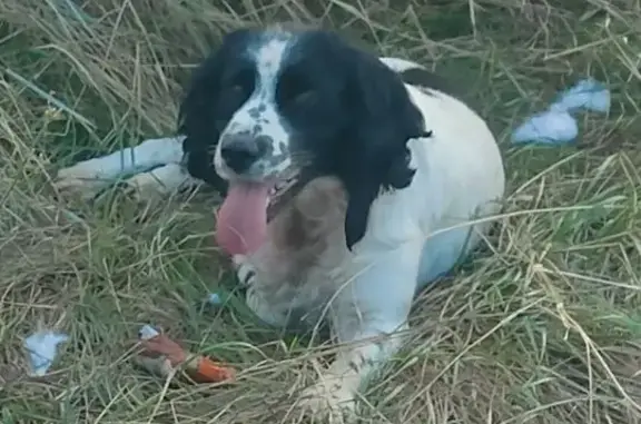 Chien trouvé , photo: Chien mâle noir et blanc trouvé à Tavel