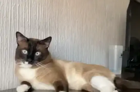 Gato Siamés Perdido en Calle Carrascos