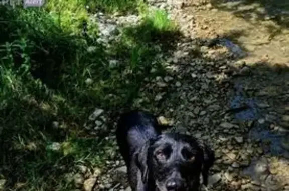 Chien perdu Livron-sur-Drôme, photo : Chien noir perdu, poitrail blanc, Livron-sur-Drôme