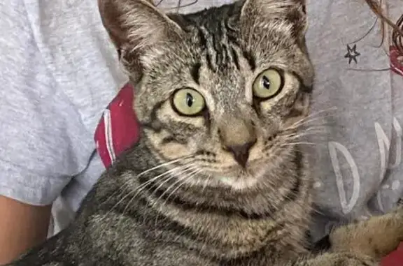 Gato Atigrado Perdido en Arroyomolinos
