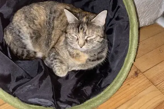 Perdue: Chatte écaille Rosie à Anzeling - photo