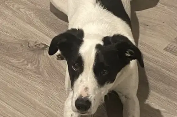 Chien perdu noir et blanc à Couëron - photo