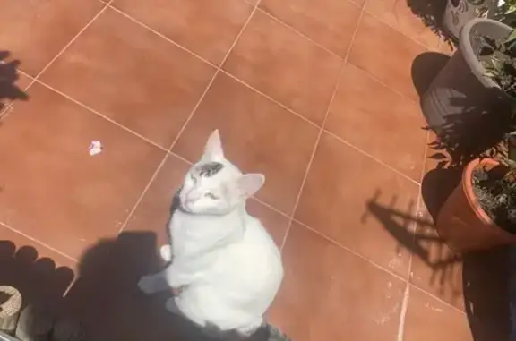 Gata Perdida en Almayate Alto: 