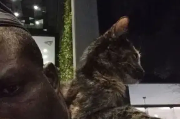 Lost and found pets South Africa, photo: Friendly Cat Found on Republic Road
