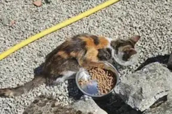 Animaux trouvés , photo: Chat domestique trouvé, non pucé, Bach
