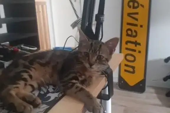 Chat mâle perdu, 6 mois, câlin, La Chapelle - photo