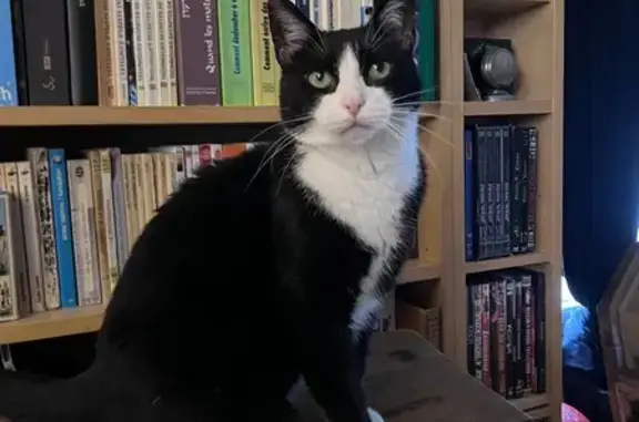 Animaux perdus Rennes, photo: Chatte perdue à Rennes, rue de Picardie