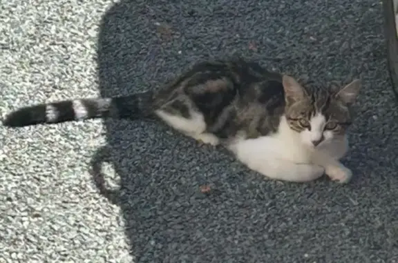 Chatte perdue Alya, 10 mois, Tocane-Saint-Apre - photo