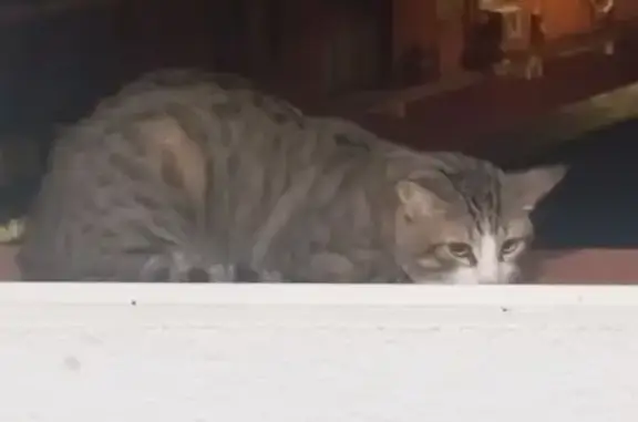 Gato Atigrado Cariñoso en Sevilla