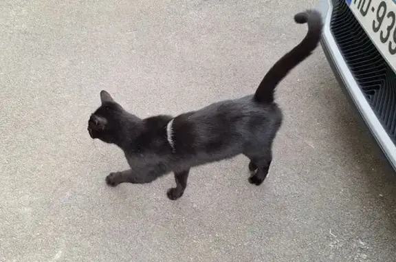 Chat trouvé Douvres-la-Délivrande, photo: Chat noir câlin trouvé à Douvres-la-Délivrande