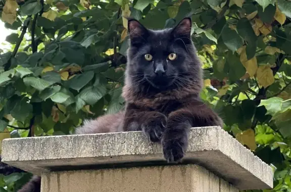 Chat perdu, Montereau-Fault-Yonne, photo: Chat noir perdu, volé à Montereau