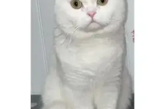 Chat perdu, Longpont-sur-Orge, photo: Chat blanc perdu à Longpont-sur-Orge