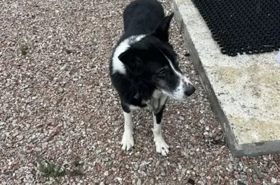 Animaux trouvés Saint-Jean-d'Aulps, photo: Chien noir et blanc trouvé à Saint-Jean-d'Aulps