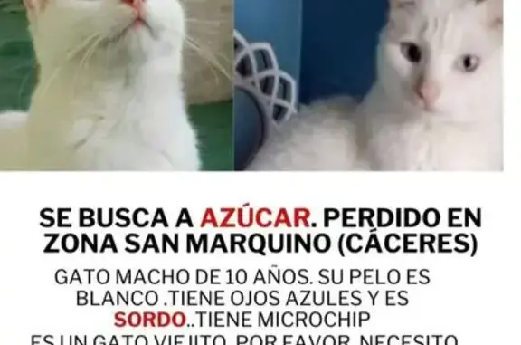 ¡Ayuda! Gato Blanco Sordo Perdido en Cáceres