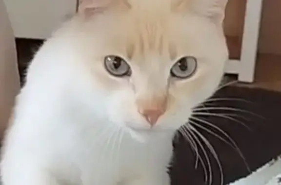 Gatos perdidos, , foto: Gato Perdido: Blanco y Beige, Ojos Azules