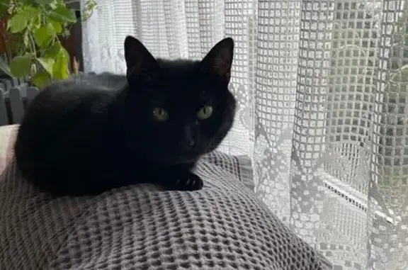Chatte noire perdue, petite et craintive - photo