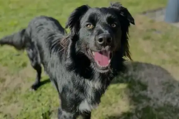 Chien perdu : Border Collie noir, collier rouge - photo
