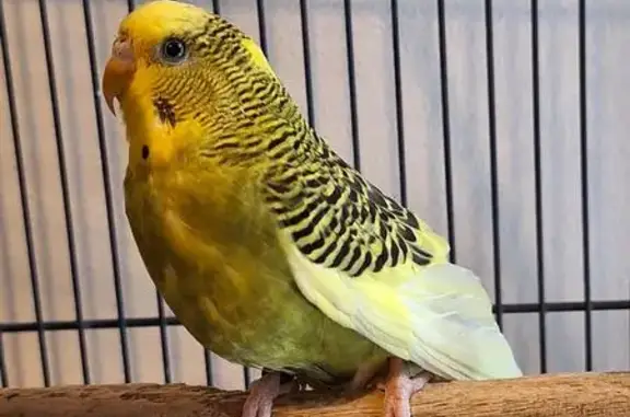 Lost and found pets Chicago, photo: Found: Adorable Budgie on West Estes Ave