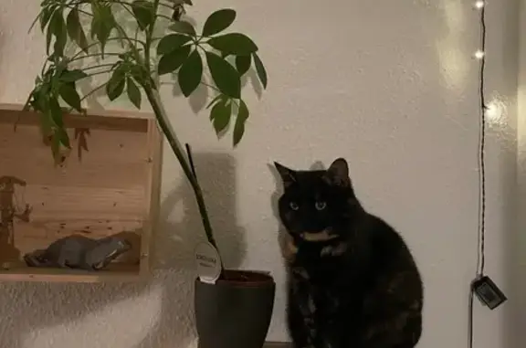 Chat perdu, Strasbourg, photo: Chatte écailles de tortue perdue Strasbourg