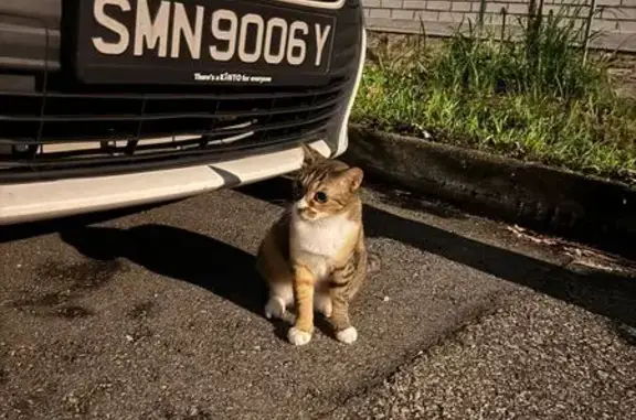 Found cat Singapore, photo: Found Cat: Unique Brown Patch, St. Helier's