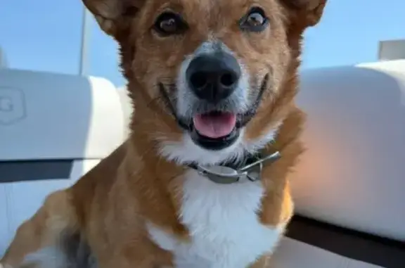 Lost Corgi: Brown & White Male in Maysville