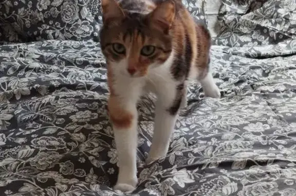 Chat Écaille de tortue perdue à Tours - photo