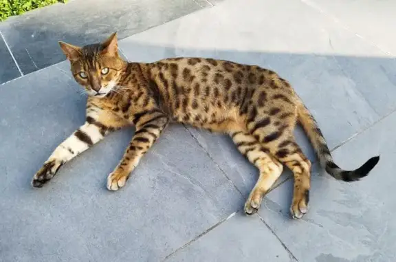 Chat Bengal trouvé Chemin du Piat, 379 - photo