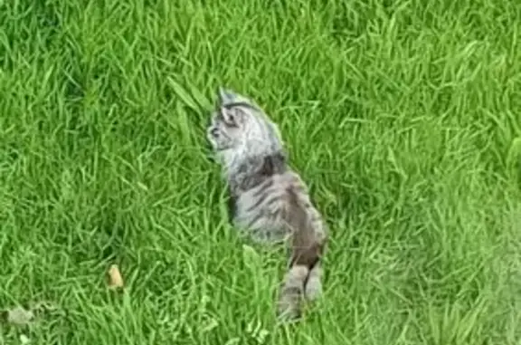 Chat perdu, Quéven, photo: Chatte Maine Coon perdue à Quéven