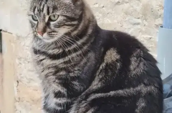 Chat perdue Rue Carnot, Châteauvillain - photo