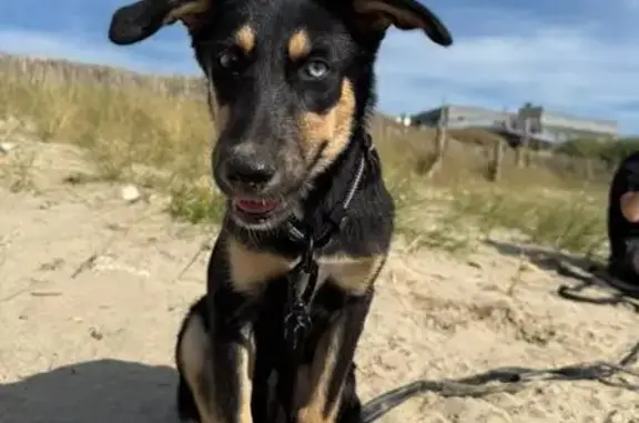Chien perdu Guidel-Plage, photo : Chien perdue à Guidel : Vénus, œil bleu