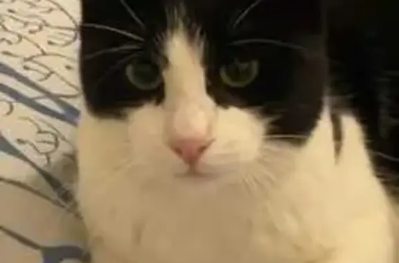 Chat perdu à Tourrettes : noir et blanc - photo