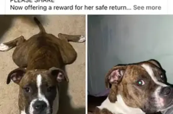 Shy Boxer Hazel Missing: Help Us Find Her!