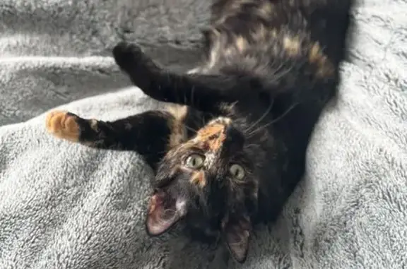 Lost Tortoiseshell Cat on Frederick Rd