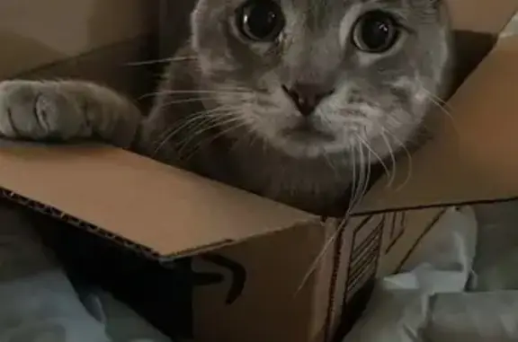 Lost Grey Tabby: Central Ave, Hot Springs