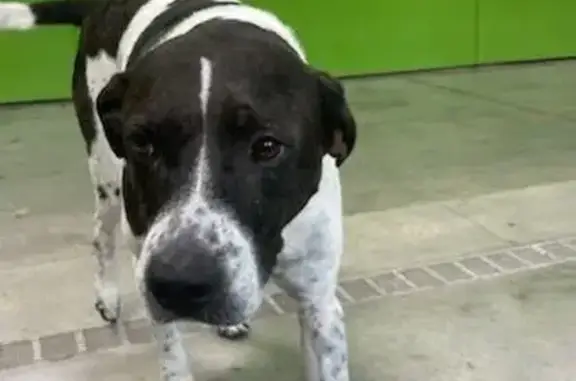 Found: Male Dog with Black Spots in Houston