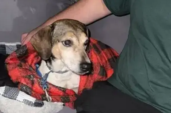 Found dog Wilkes-Barre, photo: Found Dog on Gore Street, Wilkes-Barre