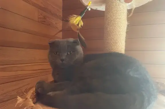 Animaux perdus Landéda, photo: Chat gris perdu, yeux dorés, Ar Méan 75