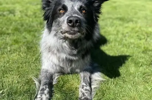 Lost and found pets Meridian, photo: Lost Dog: Blue Heeler/Collie Mix