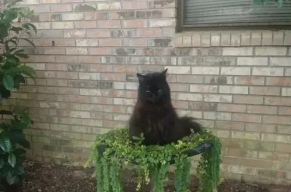 Lost Cat: Sweet, Fluffy, Black & Brown
