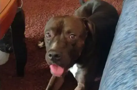 Found dog Wichita, photo: Found: Friendly Black & White Dog, Wichita