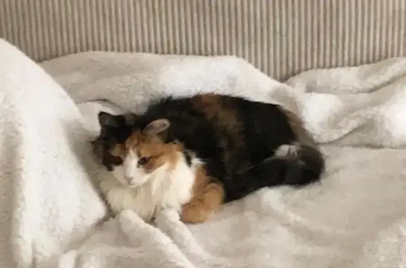 Perdu : chatte Moumous à Verrières - photo