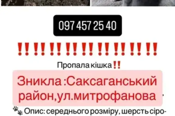 Зникла кішка на вул. Митрофанова, Кривий Ріг