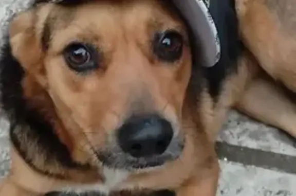 Help Find Bella: Lost in Berea, KZN