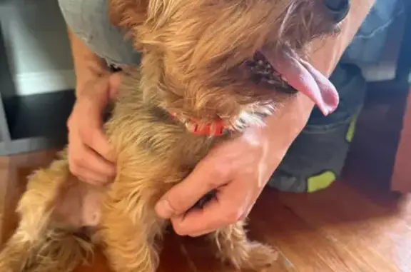 Lost and found pets White Bear Lake, photo: Found: Female Yorkie on Birch Lake Ave
