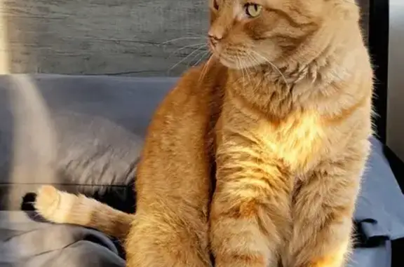 ¡Ayuda a Encontrar a Tomás, Gato Perdido!