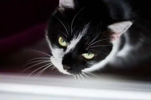 Chat noir et blanc perdu à Méziré - photo