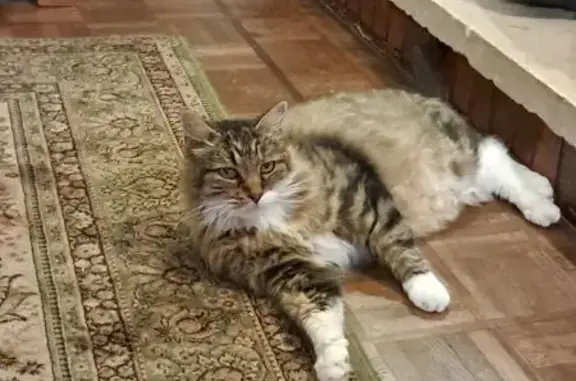 Animaux perdus Talence, photo: Chat marron 13 ans perdu à Talence