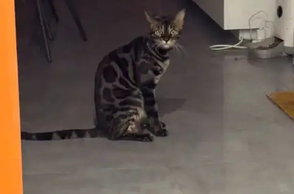 Animaux perdus Le Bouscat, photo: Bengal mâle perdu, Le Bouscat