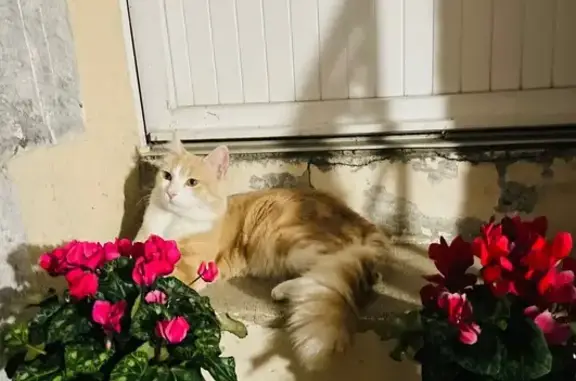 Chat perdu beige/blanc, 1 an, Laval - photo